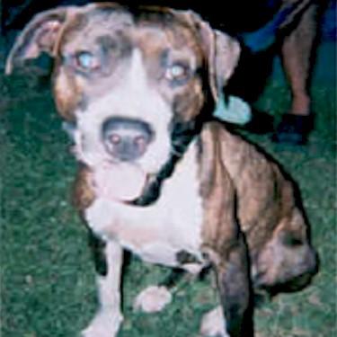 Guadalupes Manchy Pit Bull.jpg